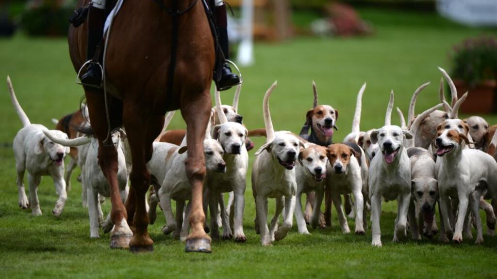 East Down Foxhounds parade in the Main Arena on the final day of the Discover Ireland Dublin Horse Show in the RDS, Dublin, today. Photograph: Dara Mac Dónaill/The Irish Times