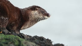 Members of public asked to help spot one of Ireland’s most elusive mammals – the otter