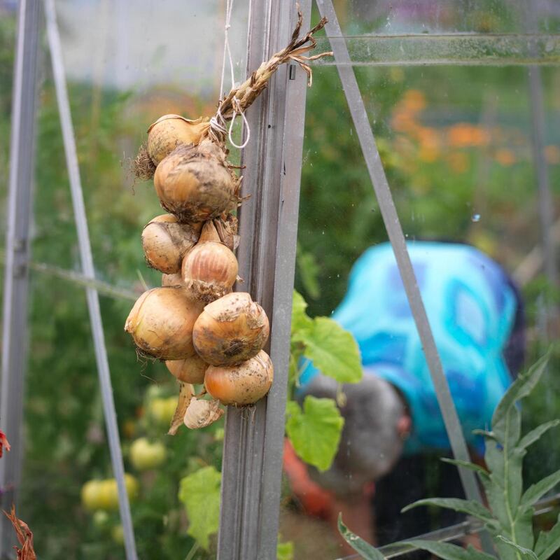 October is an excellent time to plant garlic, onions and shallots. Photograph: Richard Johnston
