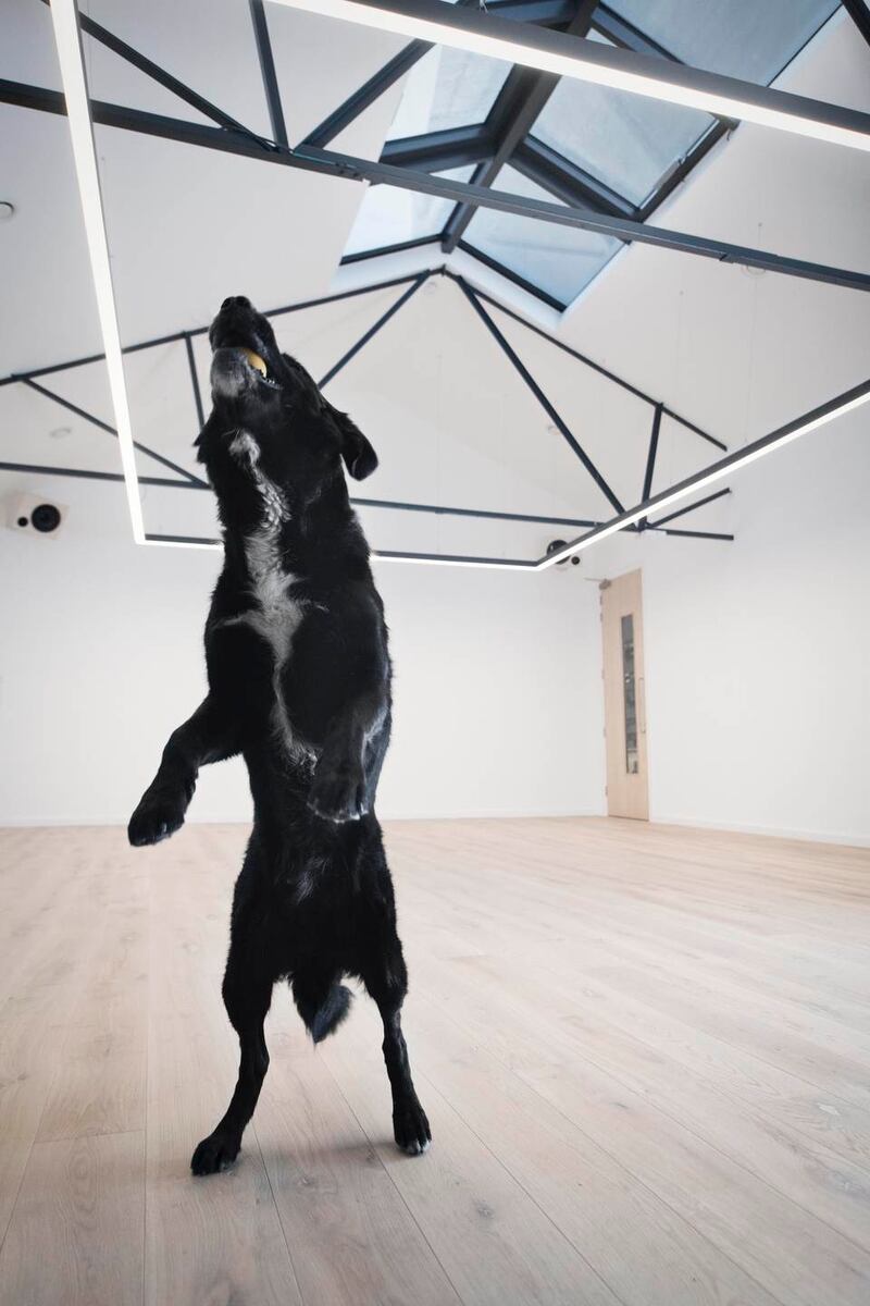 Dogs are welcome at The Space Between