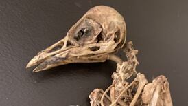 What type of bird was this chick’s skeleton I found in my chimney?