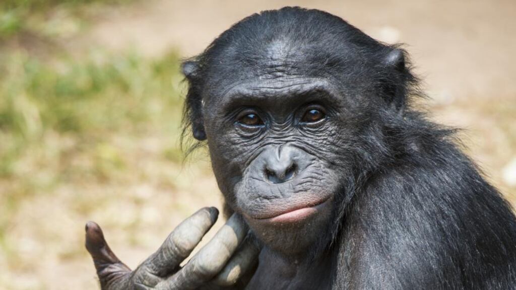 Dan Bacon: a future post should be entitled “How to cope if, as a poor excuse for a higher primate, you get the beating you sorely deserve”