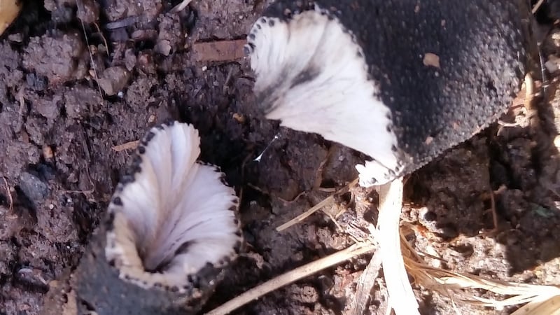 Dead man’s fingers, Xylaria polymorpha