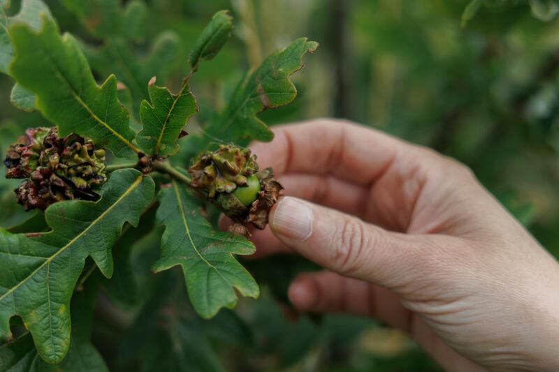 Even before Anke and John Moran planted, the land began to regenerate itself. Photograph: Dan Dennison