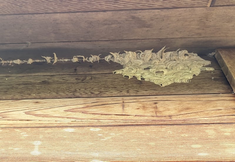 A wasp nest. Photograph: Greg Ashe