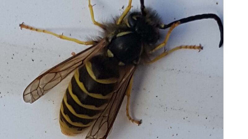 Male common wasp