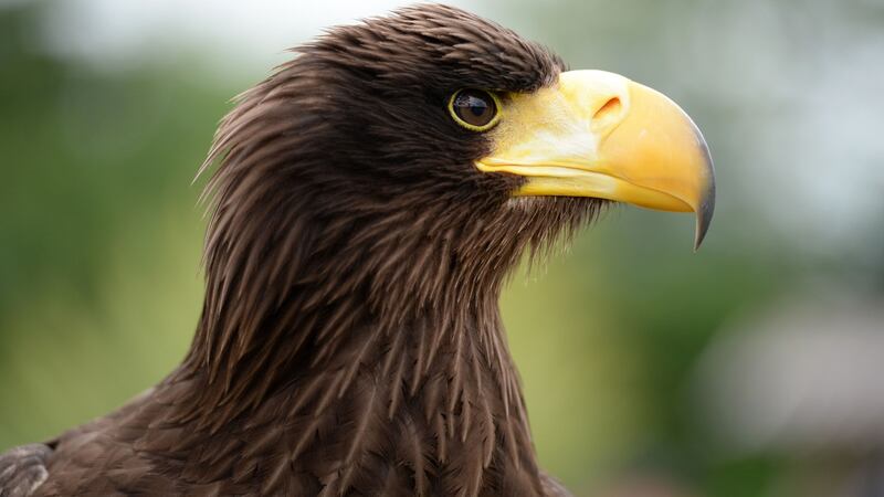 A Stellers Sea Eagle, at Tayto Park, Ashbourne, Co Meath. Photograph: Dara Mac Dónaill