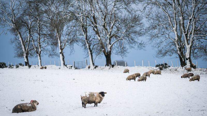 Sheep in a snow-covered field in Balla, Co Mayo. Photograph: Keith Heneghan