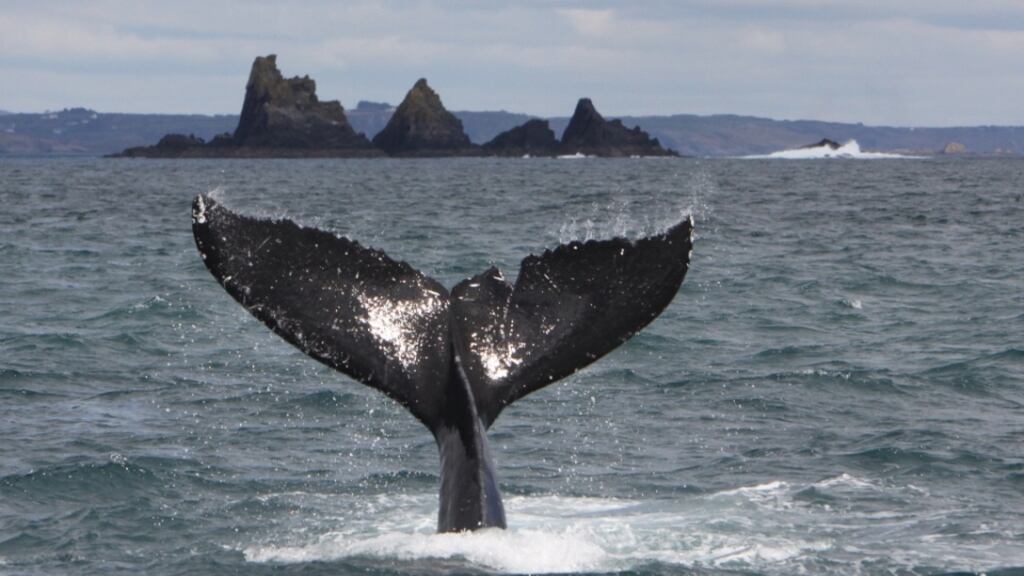 The tail fluke of a humpback whale near the Stags off the coast of west Cork. Photograph: Pádraig Whooley