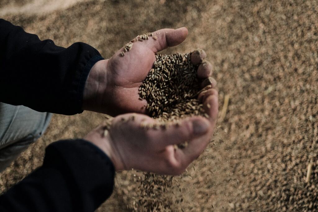 A farmer inspects unsold rye grain stores on a farm in Sedziejowo, Poland. Photograph: Bartek Sadowski/Bloomberg