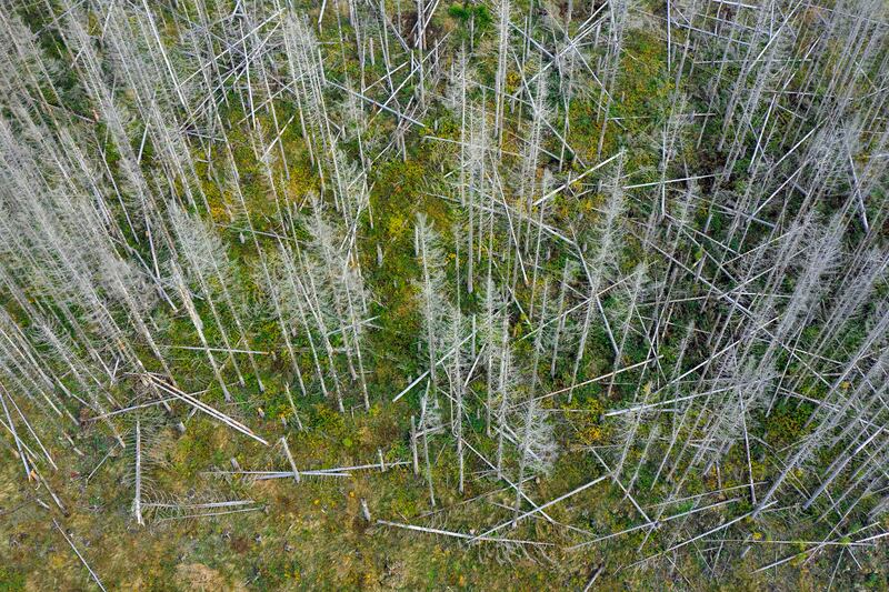 Dead spruce trees, caused by the spruce bark beetle, in Harz Mountains, Saxony-Anhalt, Germany. Photograph: Sven-Erik Arndt/Arterra/Universal Images Group via Getty Images