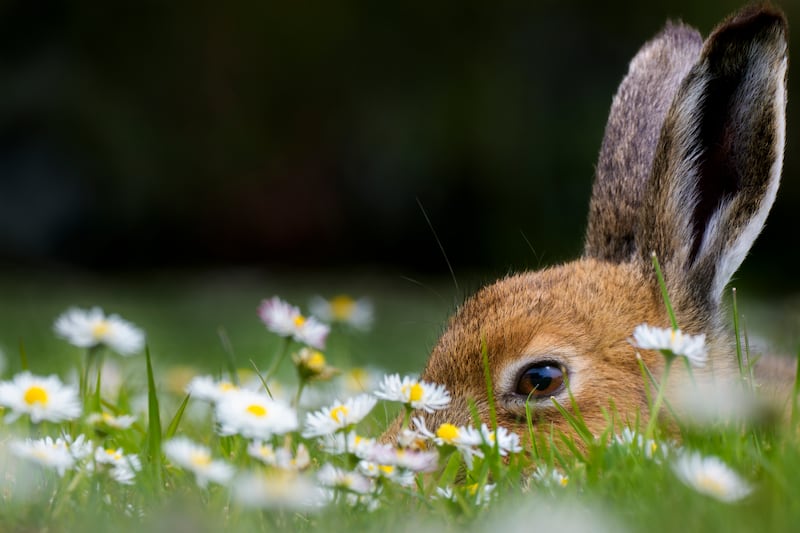 'Hare among the Daisies' was highly commended. Photograph: Edele Cunningham