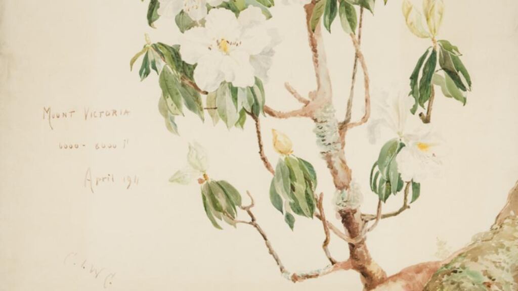 Charlotte Wheeler-Cuffe’s watercolour of the white-flowered species of rhododendron Rhododendron cuffeanum, which grows on trees like an orchid, not on the ground. Photograph: Office of Public Works