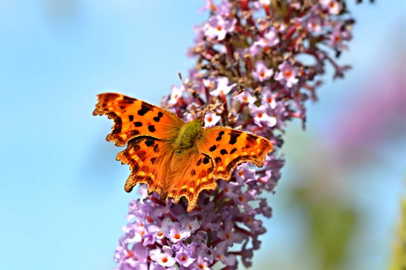 'Things like the Comma butterfly, which would have been mostly kind of east coast, is now working its way into Co Galway as well.' Stock photograph: Andrew Cooper/Butterfly Conservation/PA