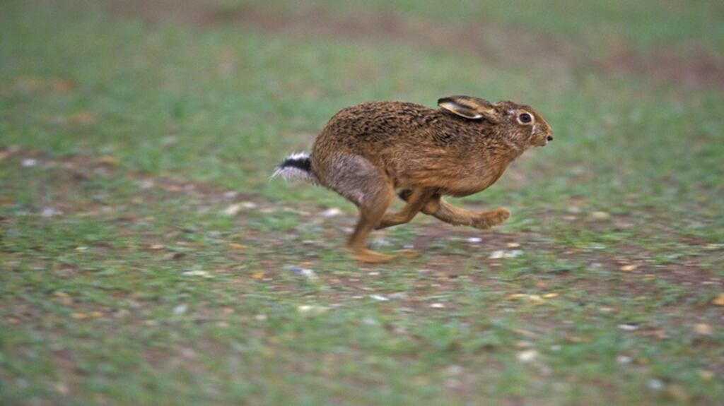 The Irish Coursing Club says its exclusion from the list of permitted sports is flawed, irrational and unreasonable. Photograph: iStock