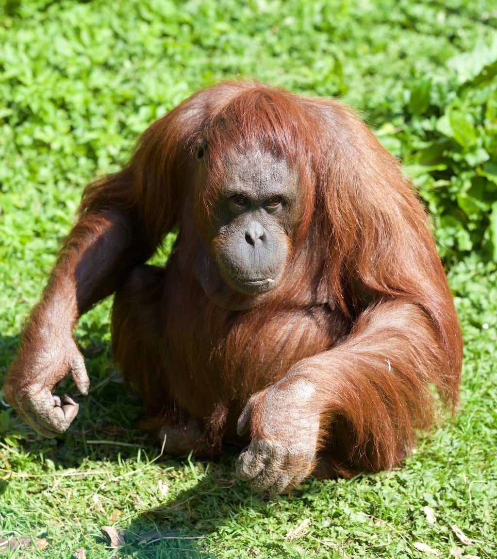 Leonie, a female northwest Bornean orangutan, has died aged 44, Dublin Zoo has announced