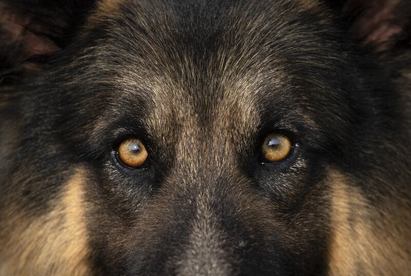 A German Shepherd: large dogs typically associated with being guard dogs are bred to have temperaments that do not necessarily suit the modern urban and suburban life, says one warden. Photograph: Narendra Shrestha/EPA