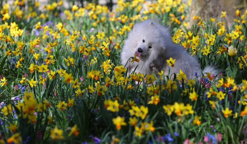 Daffodils are ideally suited to growing in a cool, moist but free-draining soil in a sunny or lightly-shaded spot