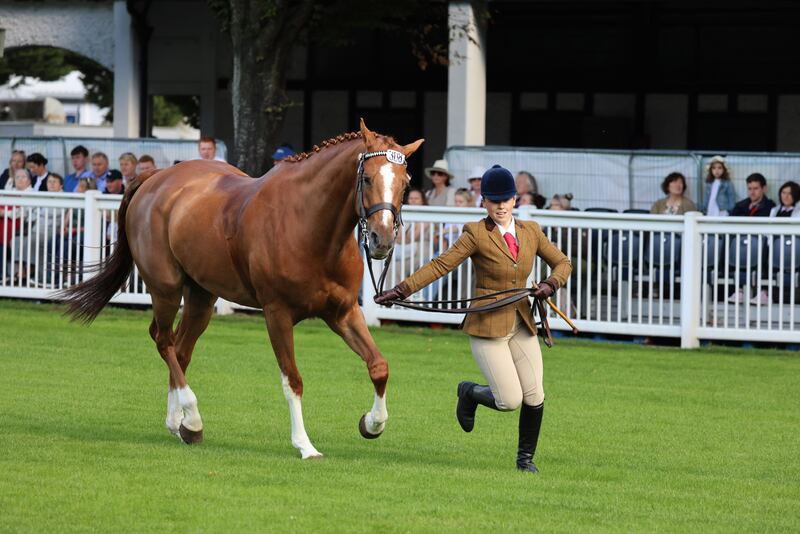 Beechdale Jago, in the Large Riding Horse class at the RDS Dublin Horse Show. Photograph: Dara Mac Dónaill