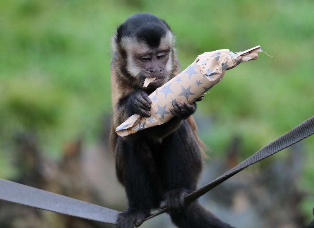 The Capuchin monkey was rescued from a UK lab about 20 years ago. Stock photograph: PA