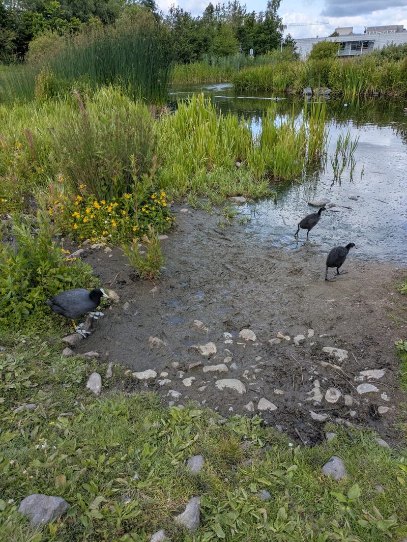 Coots at UCD. Photograph supplied by M Bell