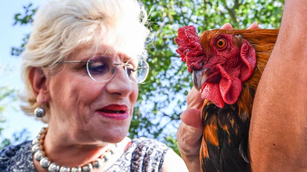 A woman admires Maurice the rooster as he sits in the arms of his owner, Corrine Fesseau (not pictured),  in Rochefort, western France, on July 4th. Photograph: Xavier Leoty/AFP/Getty Images