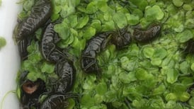 There are loads of these creatures in our pond, what are they? Readers’ nature queries