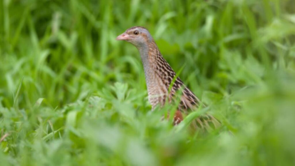 ‘Speakers ranged from a trainer of “dressage horses”, who also owned a “40-acre lake” in Meath, to a Cavanman who quoted poetry in defence of the corncrake (above), bats and hedgehogs. All argued that environmental protection should be written into Bunreacht na hÉireann.’