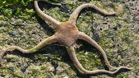 Beach finds from a starfish to a badger’s skull. Readers’ nature queries