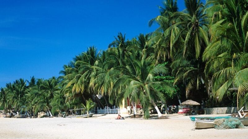 Palm Trees at Puerto Escondido Beach