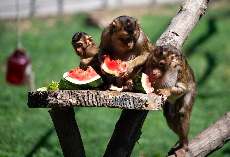 Monkeys eat watermelons during a very hot day in the zoo in Skopje, Republic of North Macedonia, on Tuesday. Photograph: Georgi Licovski/EPA-EFE