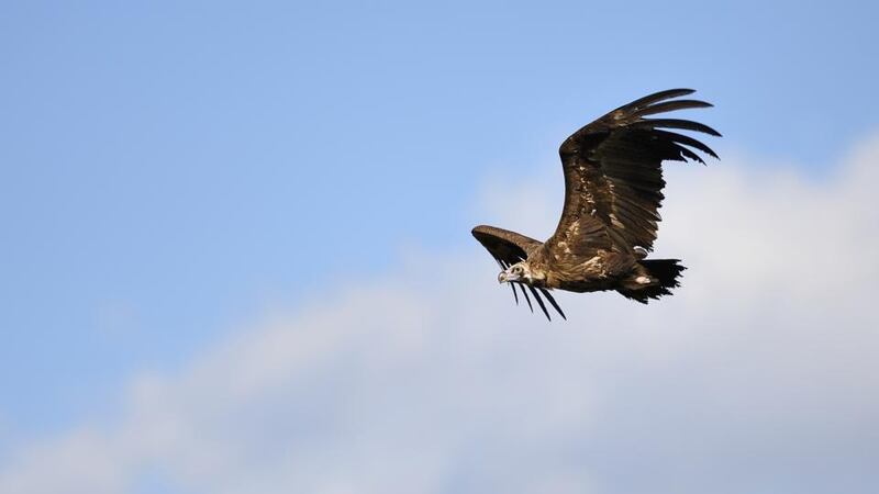 Extremadura: the presence of black vultures doesn’t inspire confidence when you’re climbing high above the plains. Photograph: Claude Balcaen/Biosphoto/Getty