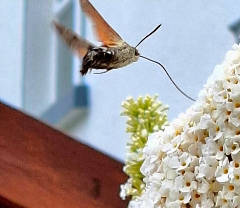 Hummingbird hawkmoth. Photograph supplied by Noreen Ryan