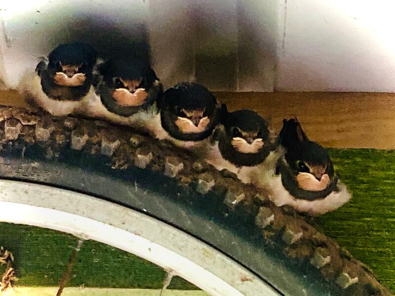 Fledgling swallows in Co Cork. Photograph: Philip Masterson