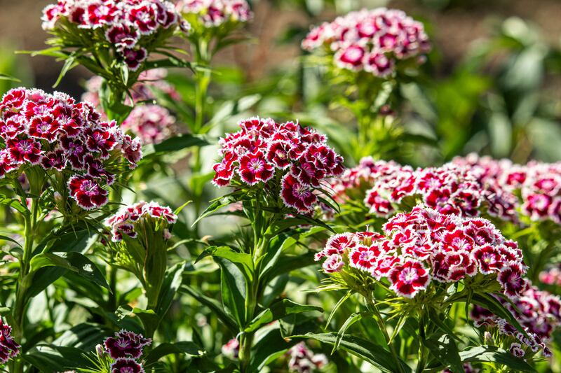 Turkish carnation (Dianthus barbatus). Photograph: Getty