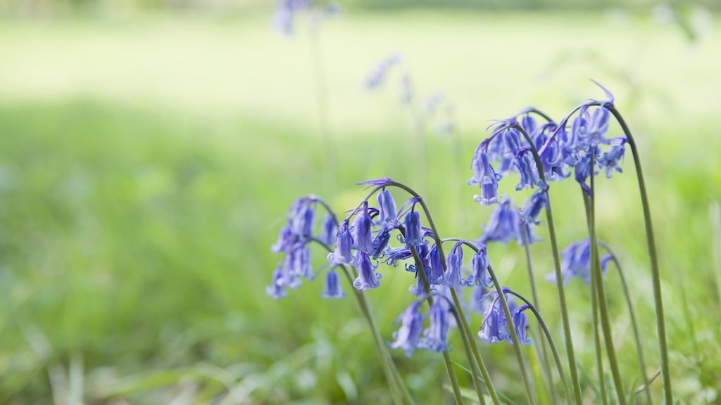 Bluebells are plentiful in the woodlands of Ireland’s country house estates