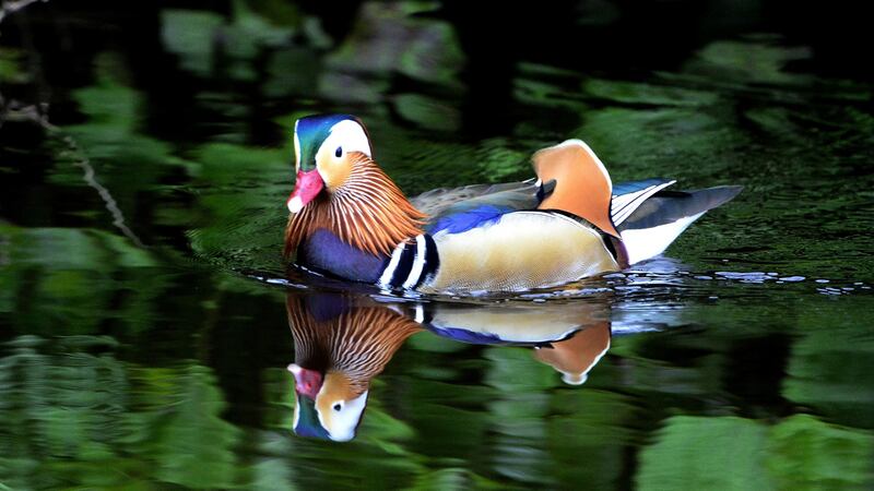 Photograph: Cyril Byrne