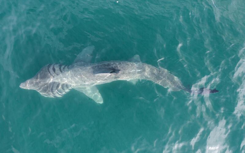 Basking shark. Photograph supplied by Michael Keane