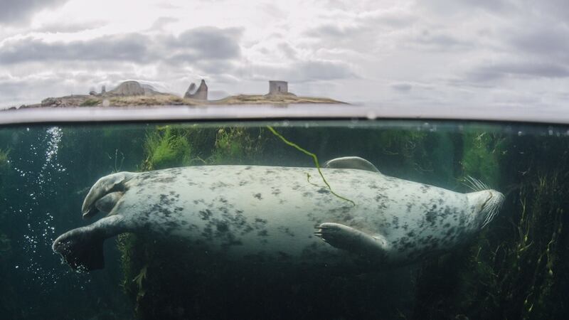 Divers express concern over Dublin Port plans to dump spoil in protected habitat