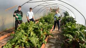 ‘We couldn’t stop the lettuce growing’: Donegal pupils work the school plot