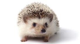 Access Science: Do hedgehogs not like northwest Mayo?