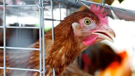 Bird flu alert: Farmers may be ordered to bring flocks indoors