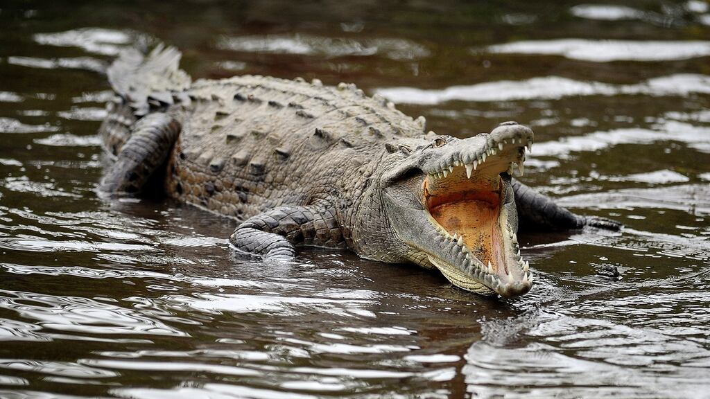 A total of 37 crocodile or alligator teeth from the United States were discovered in a parcel during the same month. Photograph: Yuri Cortez/AFP/Getty Images