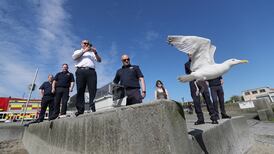 Brian the Herring Gull takes to sky after fire brigade rescue