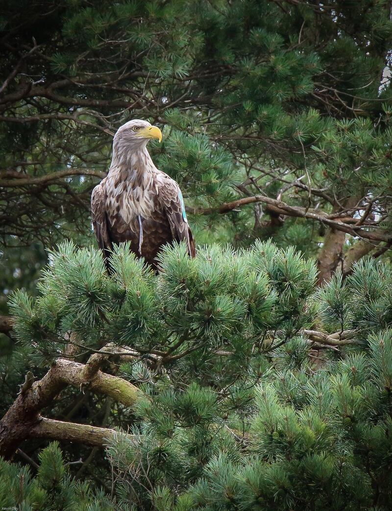 Saoirse, who died last year after contracting bird flu strain H5N6. Photograph: Kevin Day
