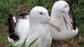 New Zealand albatross named Rob finally finds a mate