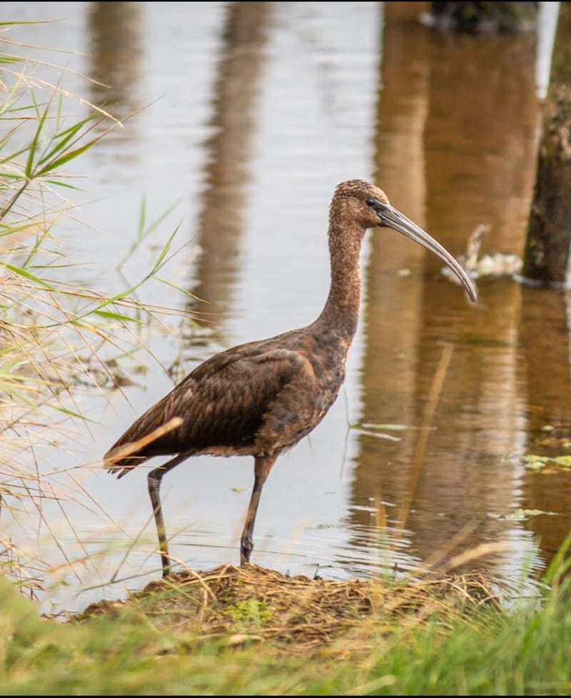 A glossy ibis photographed on the east bank of the Foyle Estuary in early September. Photograph: Sinead Craig