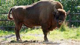 Wild bison return to UK for first time in thousands of years