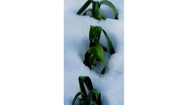 The big chill: counting the cost - and sitting it out