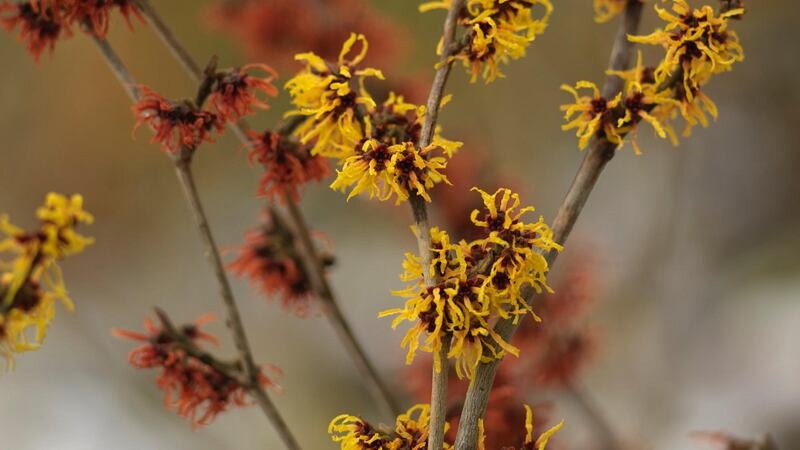 Witch hazels in bloom. Photograph:   Richard Johnston